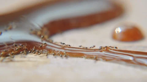 Ants close up Stock Footage 38868321