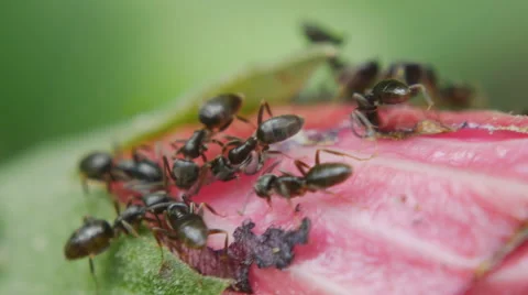 Ants close up Stock Footage 65119944