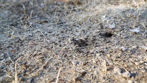 Ants Close up Stock Footage 96122019