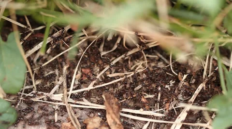 Ants Close Up - Macro Close-Up Static Shot Stock Footage 27669692
