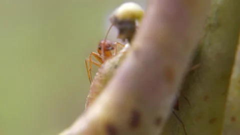Ants close up macro Stock Footage 317519260