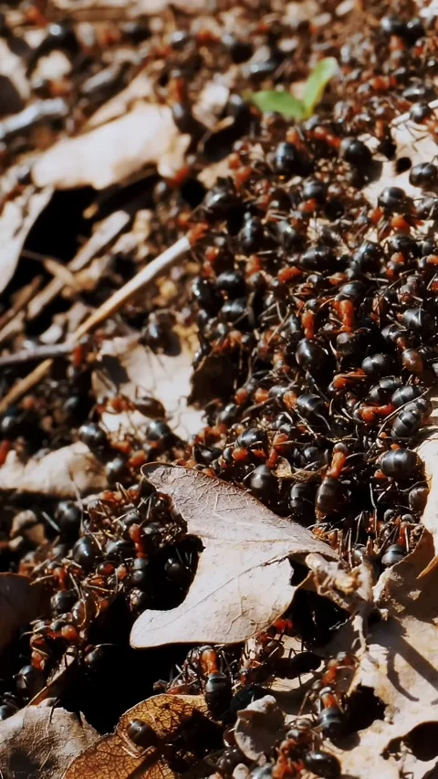 Ants. close-up. many ants crawl on the surface of the anthill Video stock 311642625
