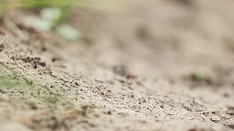 Ants close-up, running ants Stock Footage