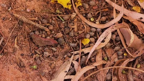 Ants (Close Shot) Stock Footage 70843141