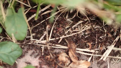 Ants Close Up - Slow Pan and Tilt Stock Footage 39608676