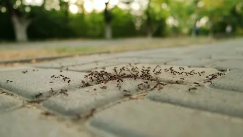 Ants close up view. The work and life of ants, anthill. Stock Footage 197540981