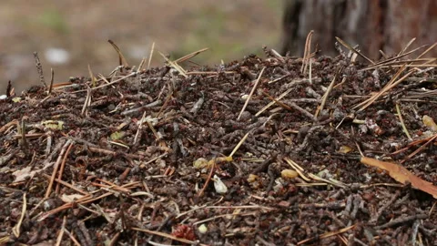 Ants close up working on top of an anthill Stock Footage 138116601