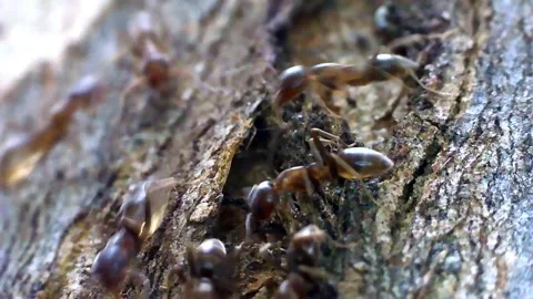 Ants closeup Clip 01 Video stock 149952591