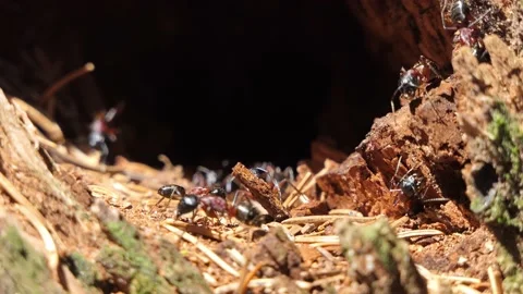 Ants closeup in the colony 4k 動画素材 155225828