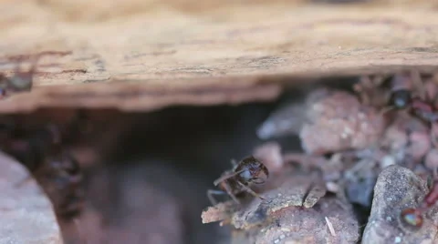 Ants closeup Video stock 47861649