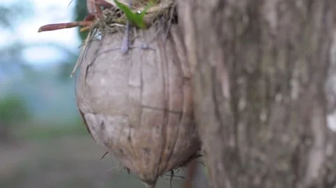 Ants on a Coconut Tree in the Philippines 스톡 동영상 66510288