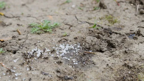 Ants collect sugar Stock Footage 88472898