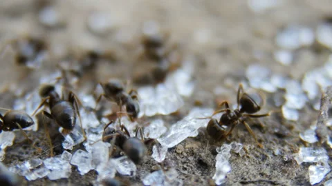 Ants collect sugar Stock Footage 88484846