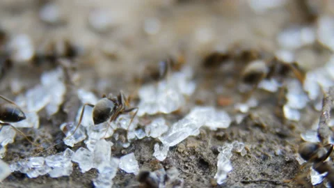 Ants collect sugar Stock Footage 88485456