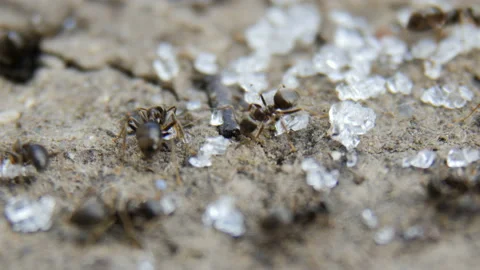 Ants collect sugar Stock Footage 88487441