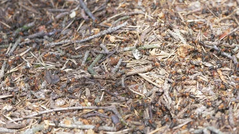 Ants collective build anthill, close up footage Stock Footage 129773702