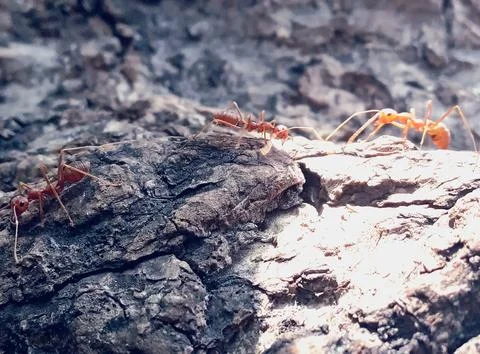 Ants colonize to survive Foto stock