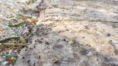 Ants colony on concrete Stock Footage 126093227