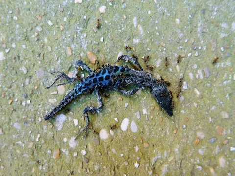 Ants colony devour lizard Stock Footage 79950659