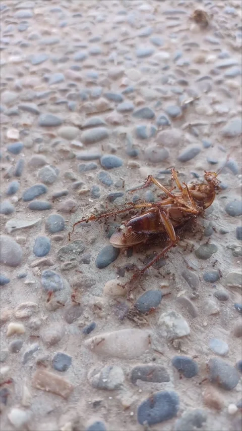 Ants Colony Feeds on Dead Cockroach in Nature 動画素材 337913468