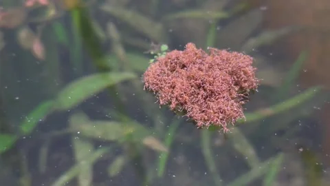 Ants colony Floating on the Water Surface in Patio Pond Vidéo 328279330