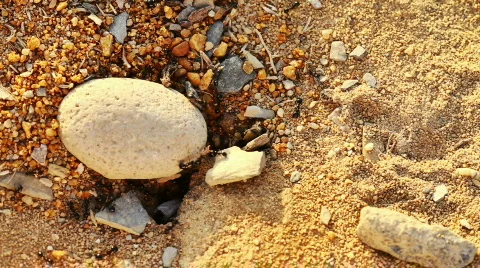 Ants colony Stock Footage 838957