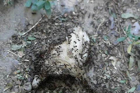 Ants colony Stock-Footage 852368