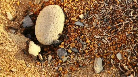Ants colony Stock-Footage 856041