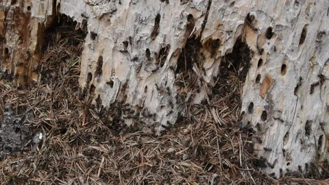 Ants colony Stock Footage 149731587