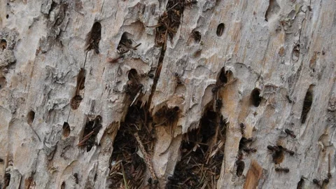 Ants colony Stock Footage 149732063