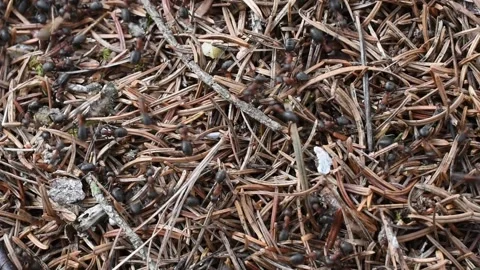 Ants colony Stock Footage 151153109
