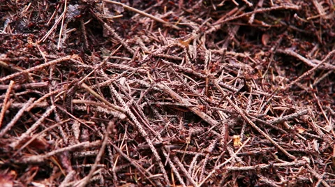 Ants colony in the forest - anthill background Stock-Footage 49311992