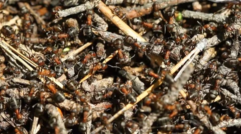 Ants colony in the forest Stock Footage 56319803