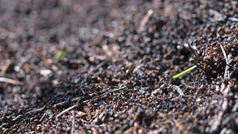 Ants colony in the forest Stock Footage 151463024