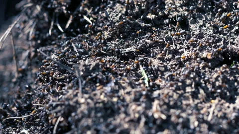 Ants colony in the forest Stock Footage 151463071