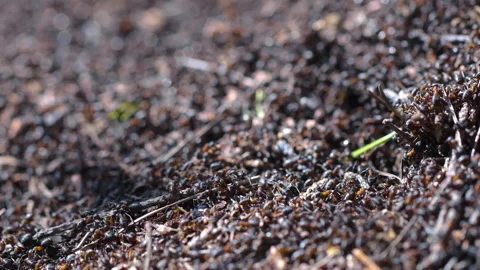 Ants colony in the forest Stock Footage 151463073