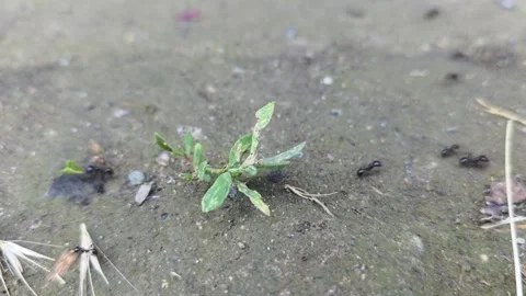 Ants Colony on Ground Macro Footage Stock Footage 336387465