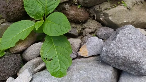 Ants colony group marching above rocks and dirt with wind breeze blowing some gr Stock Footage 162297118