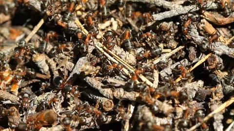 Ants colony macro on the forest Video stock 57113803