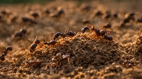 The Ants Colony Partner Stock Footage 270355454