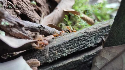 Ants colony passing by in a tree Stock Footage 156744316