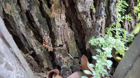Ants colony passing by in a tree Stock Footage 156744335