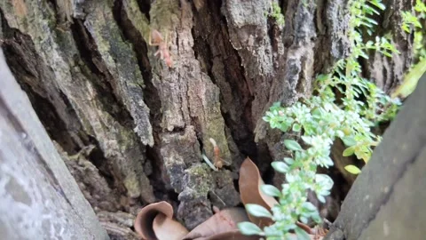 Ants colony passing by in a tree Stock Footage 156744336