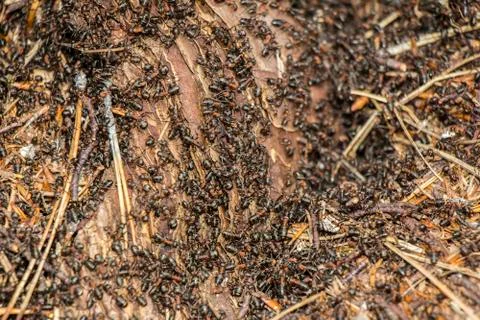 Ants colony Stock Photos