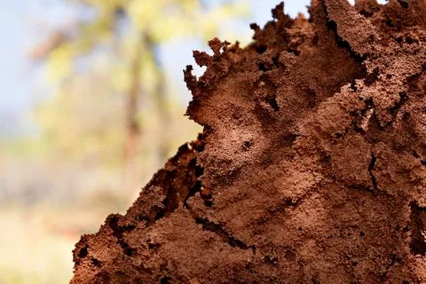Ant's Colony Stock Photos