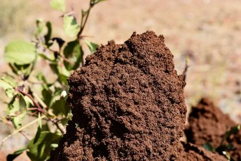 Ant's Colony Stock Photos