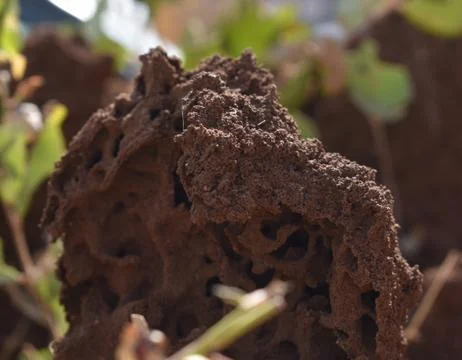 Ant's Colony Stock Photos