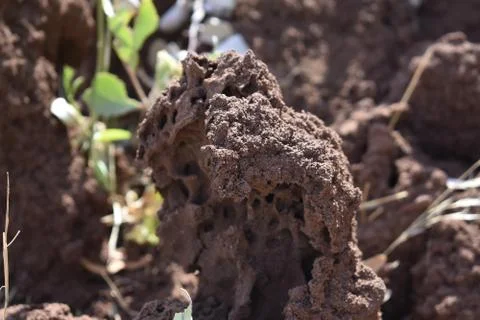 Ant's Colony Stock Photos