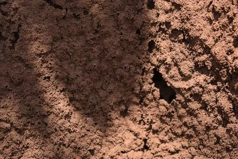 Ant's Colony Stock Photos