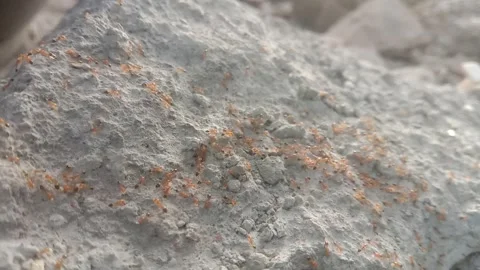 Ants with Colony on Rocks Summer. Forest Insects Video Stock Footage 287921191